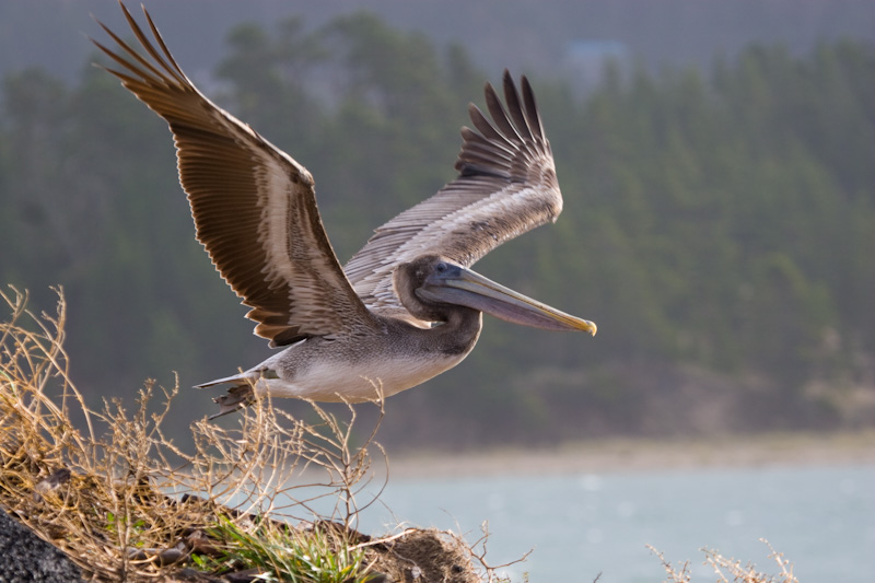 Brown Pelican In Flight